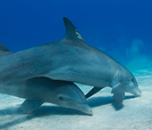 Dolphins using echolation to find prey.