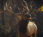 Bugling elk in Waterton Lakes National Park.