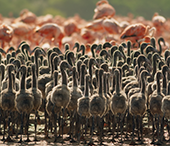 Flamingo daycare, Yucatan Peninsula.