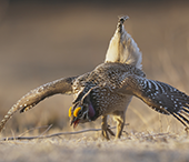 Sharp-tailed grouse dancing in Alberta.