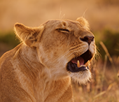 Female lion roaring.