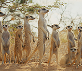 Meerkat colony in the Kalahari desert.