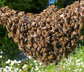 Honeybee swarm - Image credit: Bridget Appleby.