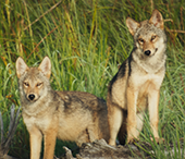 Two eastern wolf pups in Algonquin Park in Ontario.